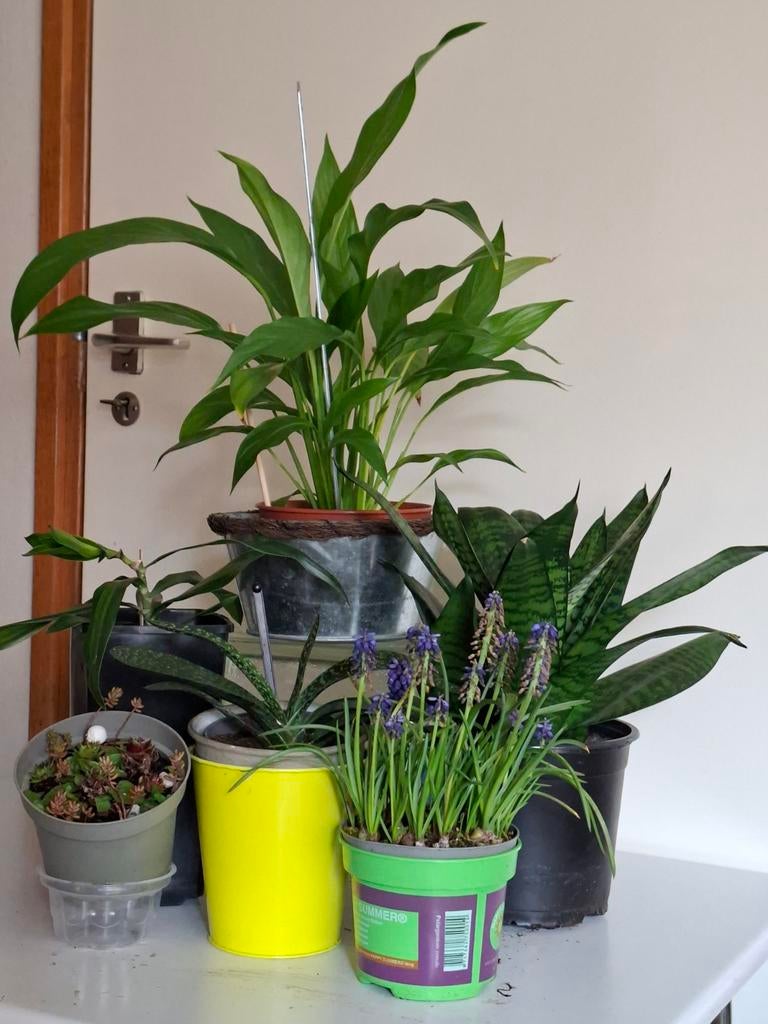 Kamer en vetplanten set, Ophalen, Overige soorten, Halfschaduw, In pot