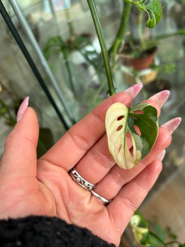 Stekjes te koop, Amfibie, 0 tot 2 jaar