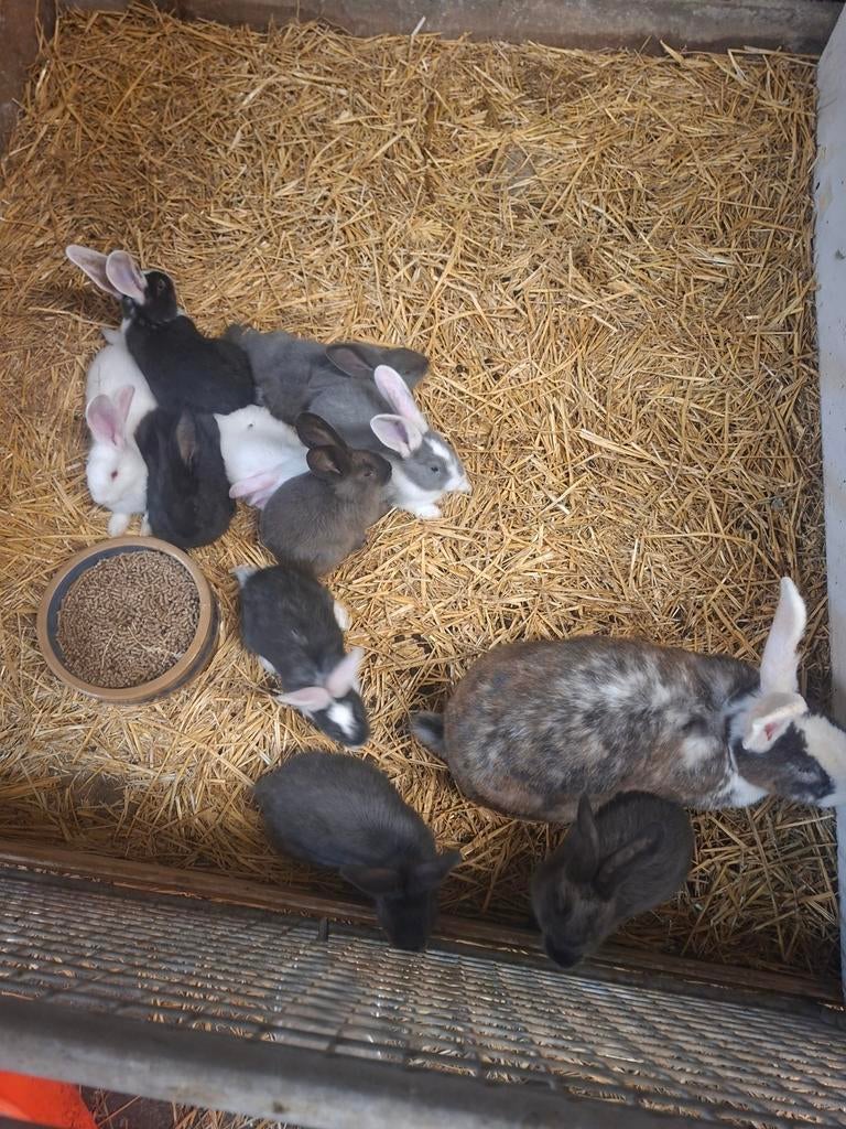 Jonge Duitse reuzen, Dieren en Toebehoren, Konijnen, Meerdere dieren, Groot