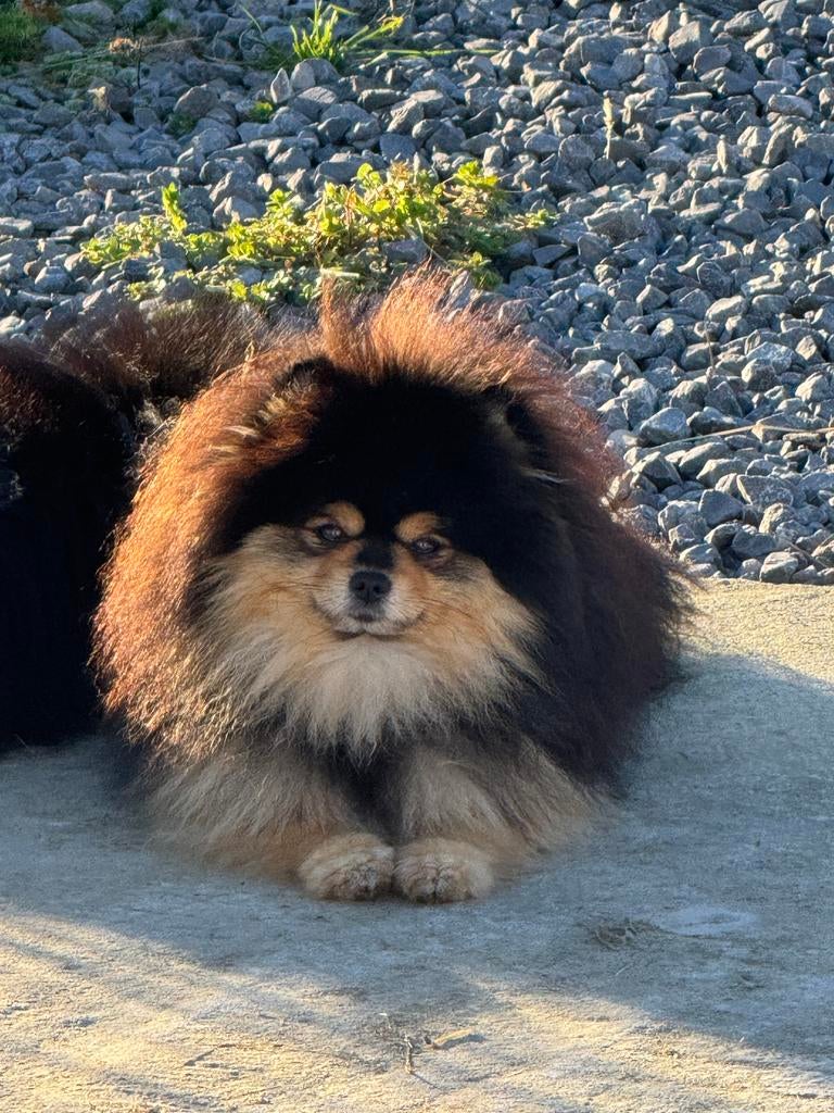 Pomeranian teefjes, 15 weken tot 1 jaar, Overige rassen, Teef, Eén hond