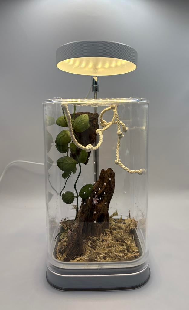 Handgemaakt terrarium | Springspin, Dieren en Toebehoren, Insecten en Spinnen