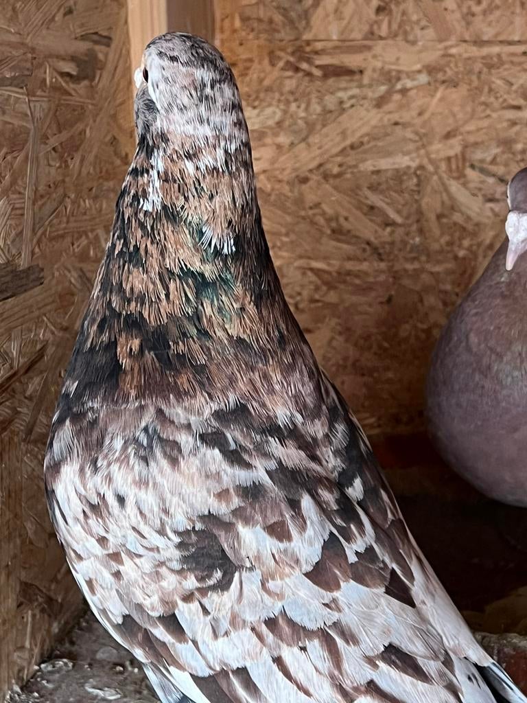 Post duiven koppel almond, Dieren en Toebehoren, Vogels | Duiven, Meerdere dieren, Postduif