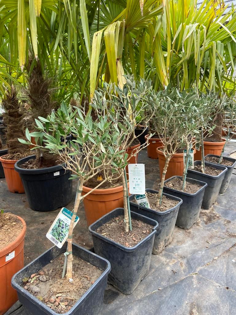 Olijboompjes, Volle zon, Vaste plant, Zomer, Ophalen