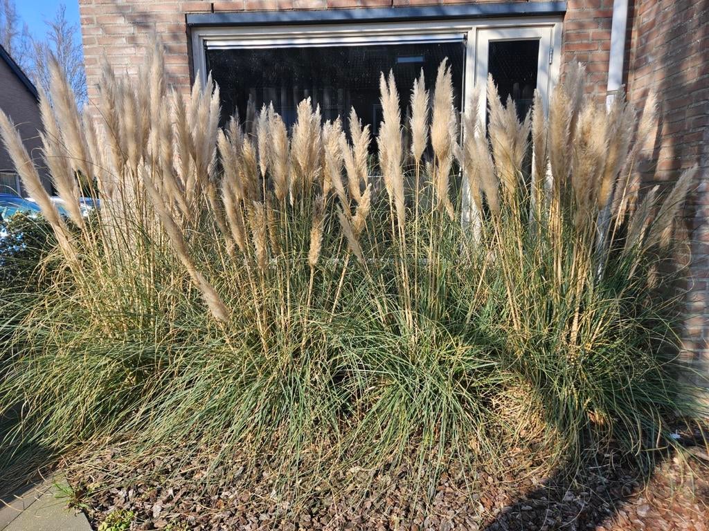 Prachtige Pampas pluimen - Decoratief siergras, Tuin en Terras, Volle zon, Vaste plant, Siergrassen, Ophalen of Verzenden