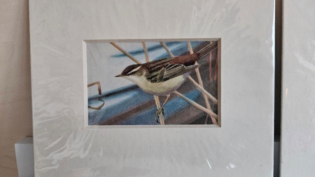 13 vogelprentjes met passse partout, Ophalen of Verzenden, Voor 1940, Overige onderwerpen