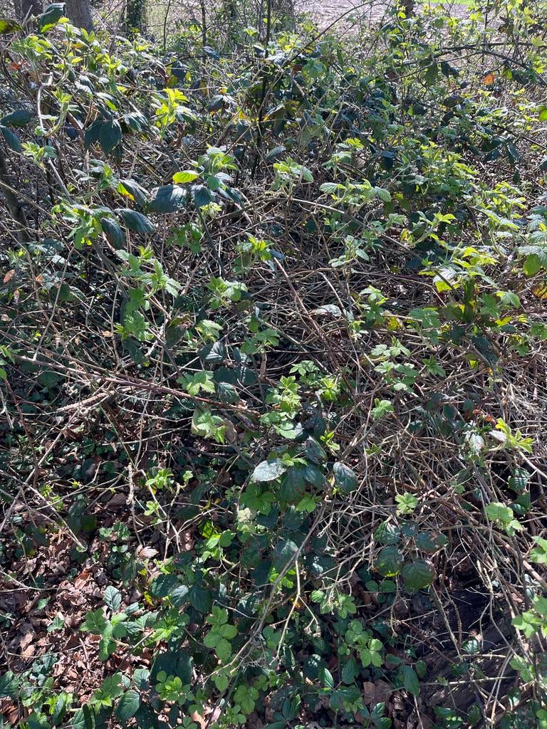 Wilde bramenstruik, Tuin en Terras, Ophalen of Verzenden
