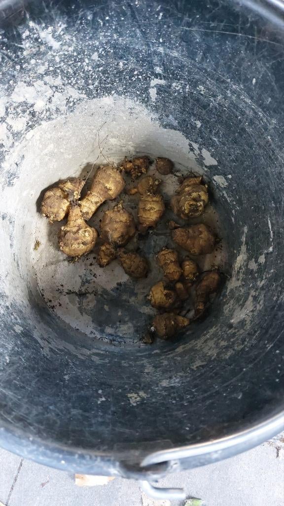 Aardperen, Ophalen of Verzenden, Volle zon