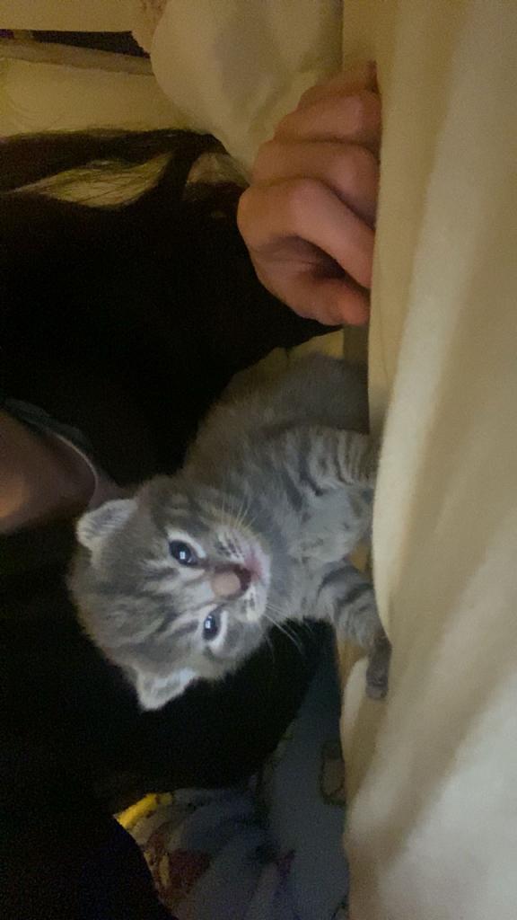 Kittens te koop, Dieren en Toebehoren, Katten en Kittens | Raskatten | Korthaar, Poes