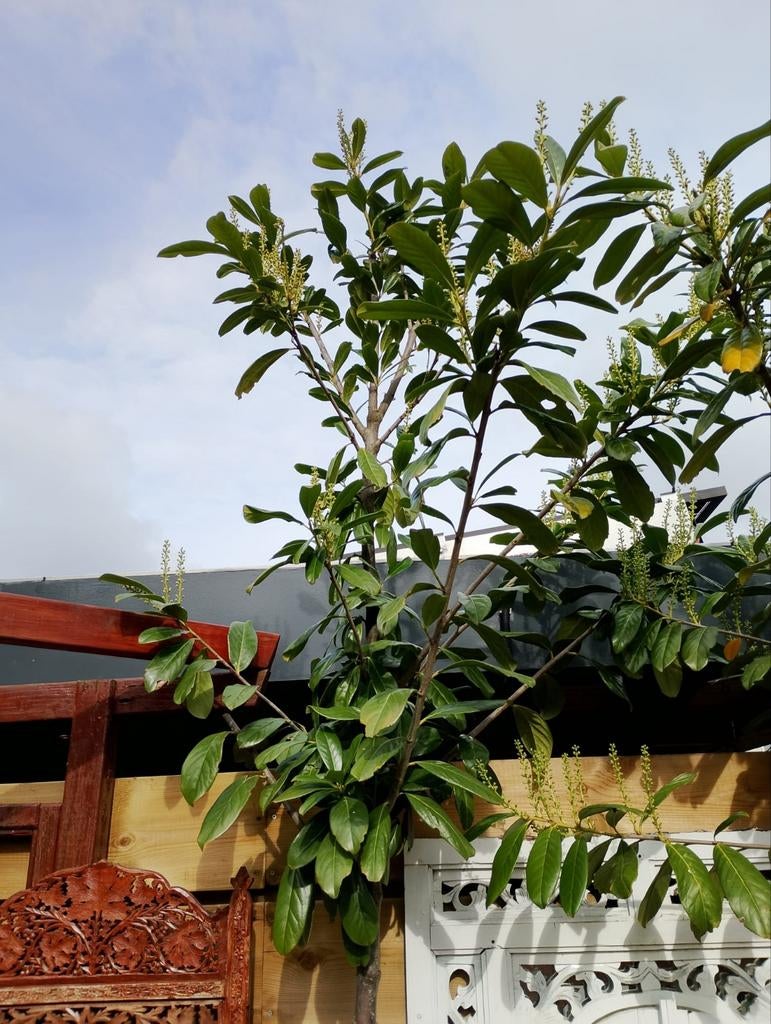 Te Koop Laurier op stam 2.70 Hoog, Ophalen, Overige soorten, Halfschaduw