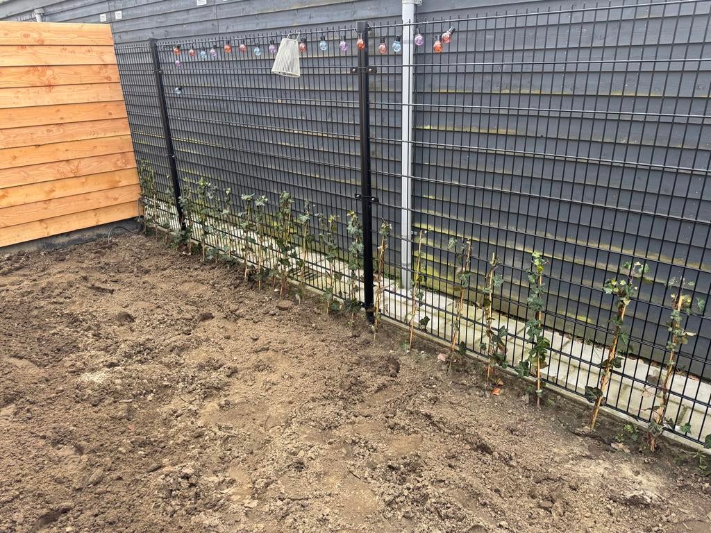 60 Hedera planten van 50cm - Ideaal voor haag of bodembedekk, Tuin en Terras, Ophalen, Vaste plant, Klimplanten, Halfschaduw