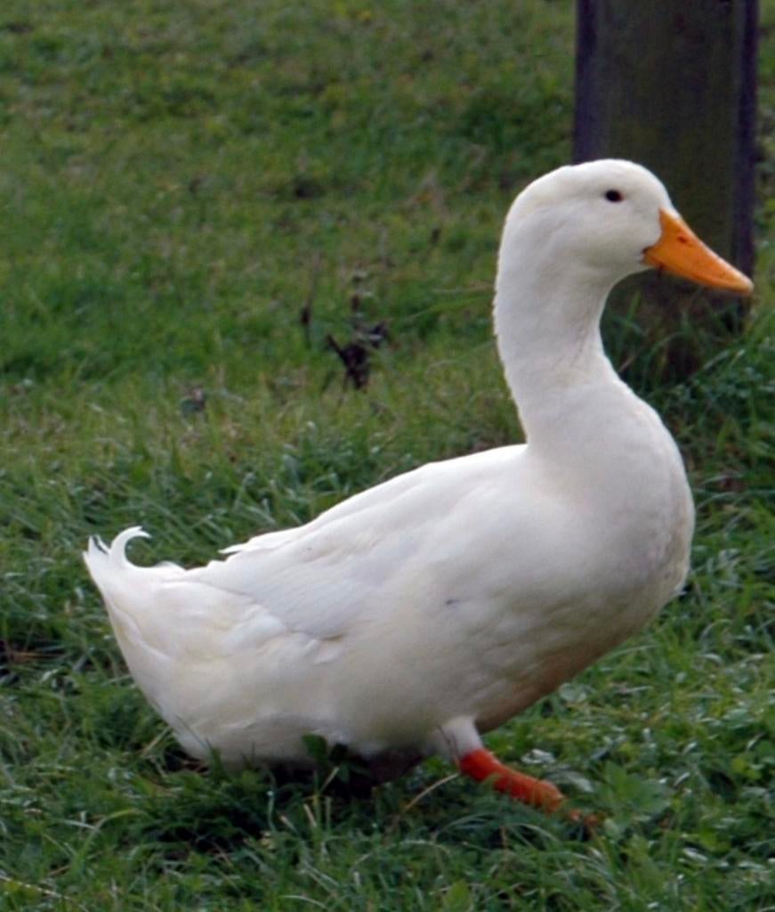 Pekingeend man /woerd gezocht, Mannelijk, Eend