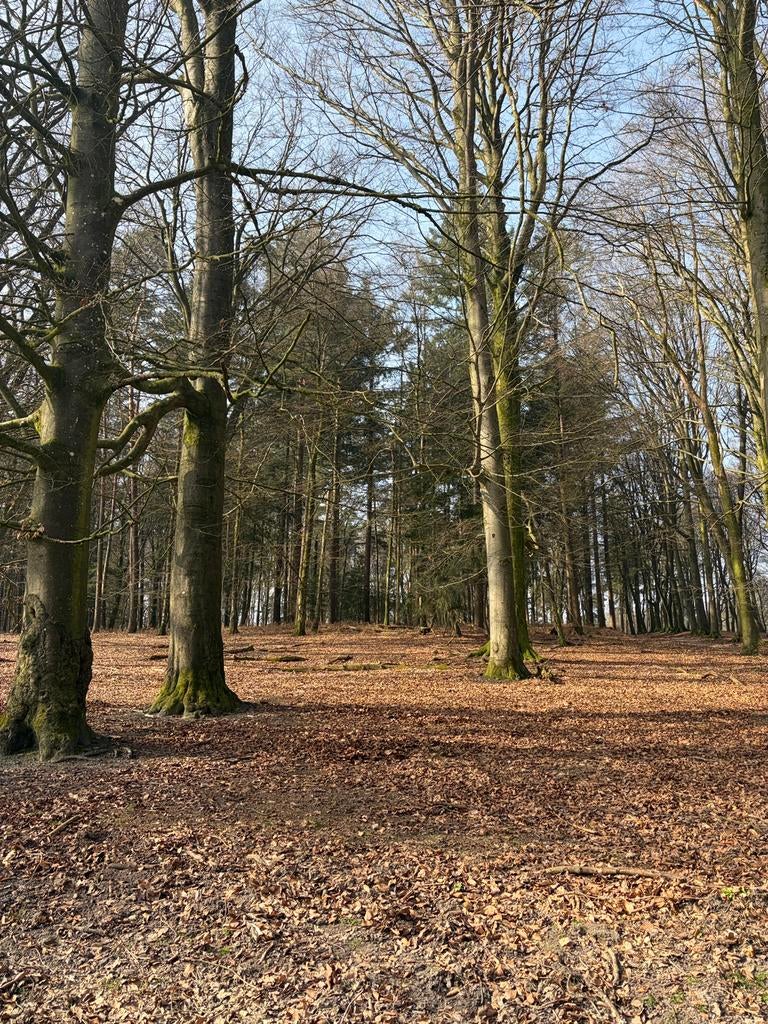 Pensionstalling paard gezocht, Dieren en Toebehoren, Stalling, 1 paard of pony