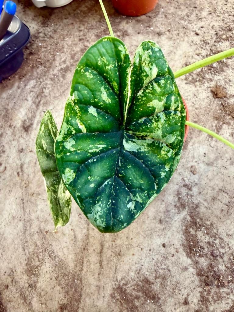 Alocasia Dragon Scale Albo Mint p12, Huis en Inrichting, Kamerplanten, Ophalen of Verzenden