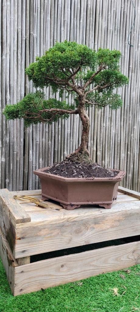 Bonsai, Bloeit niet, Halfschaduw, Overige soorten, Minder dan 100 cm