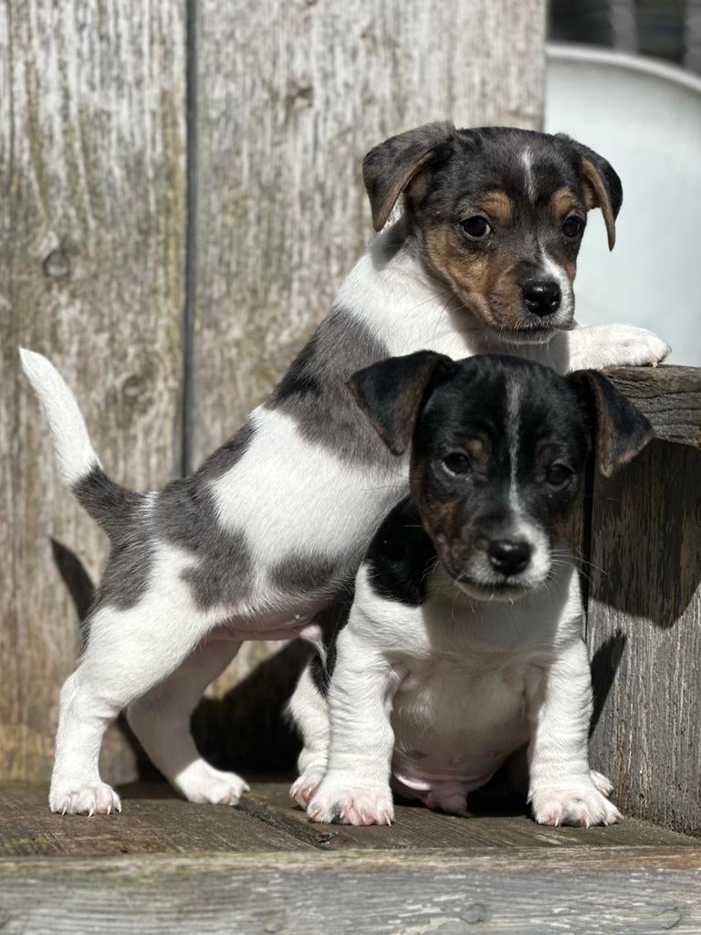 2 stoere Jack russell reutjes, Jack Russell Terriër, 8 tot 15 weken, Parvo, Meerdere dieren