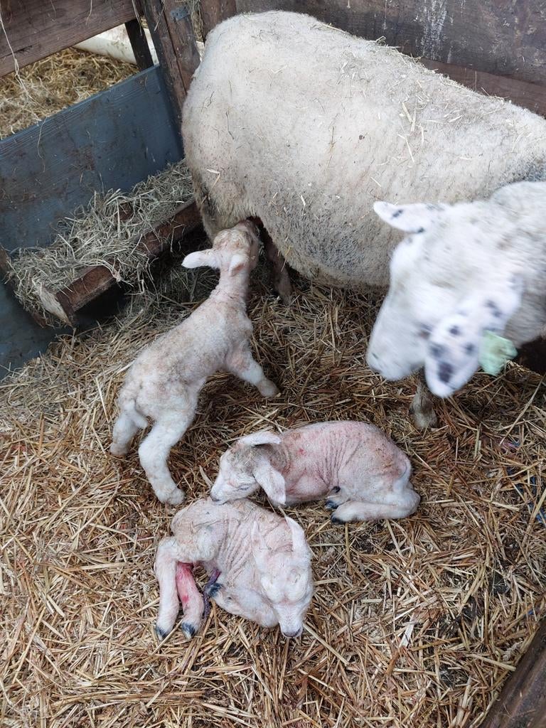 Nat lam pasgeboren lam fleslam potlam leblam, Dieren en Toebehoren, Schapen, Geiten en Varkens, Vrouwelijk, Schaap