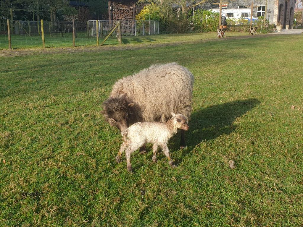 Ouessant ooi met ramlam, Vrouwelijk, Schaap
