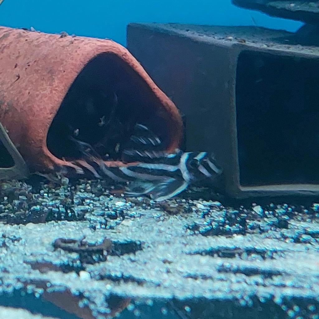 1x Zebra Pleco L46 (6cm), Vis, Zoetwatervis