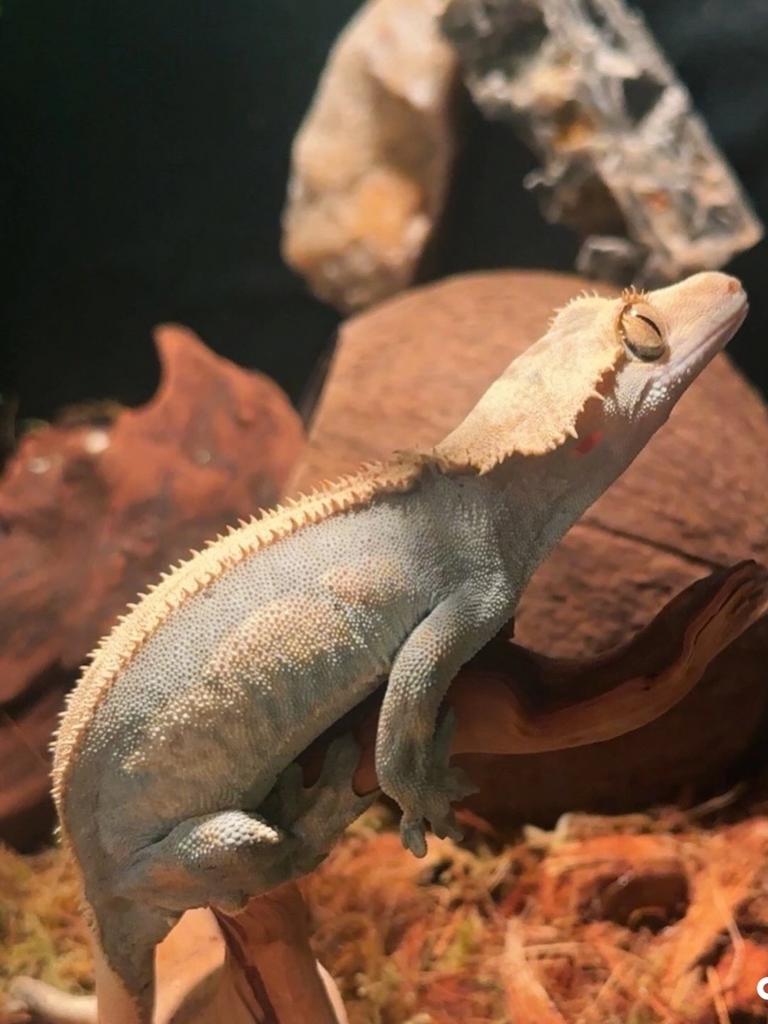 Wimpergekko vrouw, Dieren en Toebehoren, Hagedis, Tam, 3 tot 6 jaar