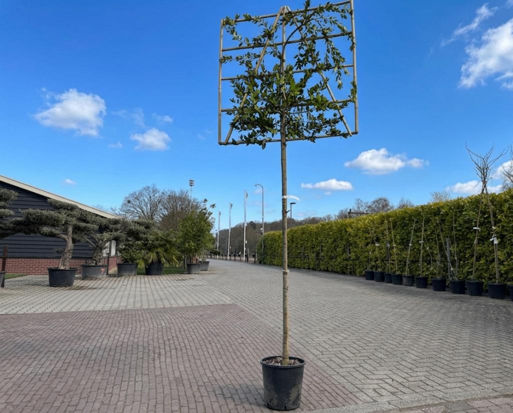 Steeneik leiboom 300cm | Leischerm 120x120 cm €179,95, Leiboom, Ophalen of Verzenden, 250 tot 400 cm, Zomer