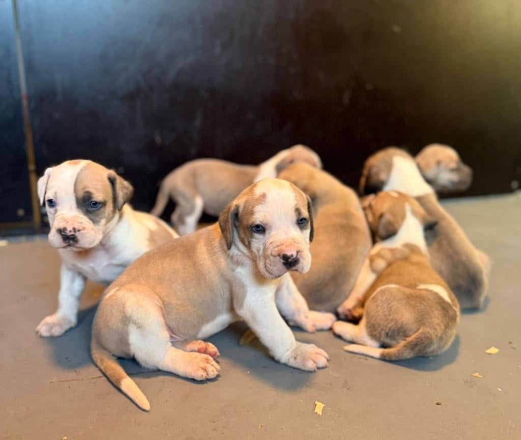 Boerboel pups G Ysterberg Mastiff, Dieren en Toebehoren, Overige rassen, 8 tot 15 weken, Meerdere, Meerdere dieren