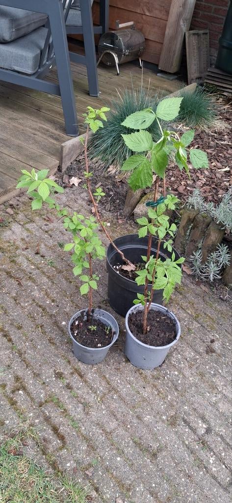 Stekken van frambozen struik, Ophalen of Verzenden, Overige soorten, Struik, Minder dan 100 cm