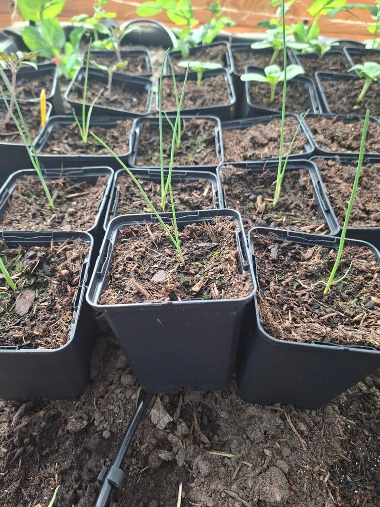 Biologische prei stekjes planten, Ophalen, Minder dan 100 cm, Overige soorten, Zomer