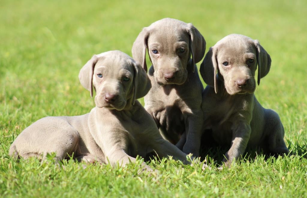 Weimaraner pups, Dieren en Toebehoren, Honden | Setters en Staande honden, Parvo, België, Overige rassen, 8 tot 15 weken