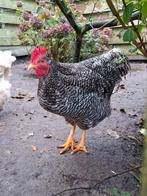 GROTE HANEN., Dieren en Toebehoren, Mannelijk, Kip