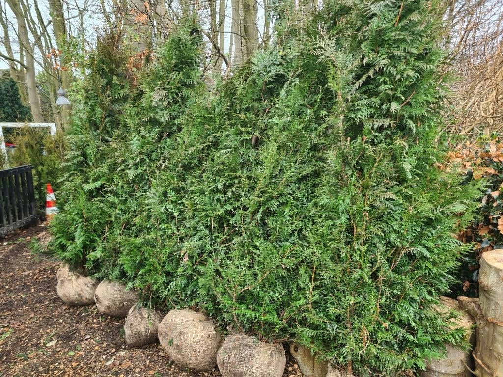 Thuja Plicata Excelsa coniferen in alle maten, Ophalen of Verzenden, Conifeer, Haag, 100 tot 250 cm