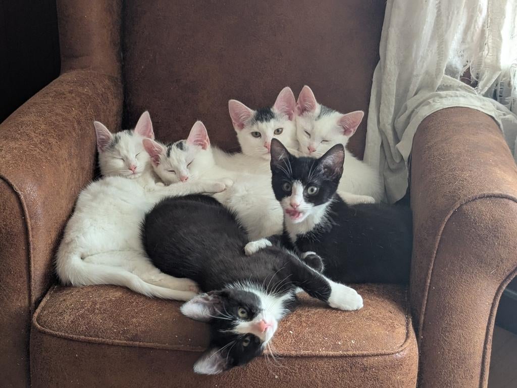 Lieve kittens, Meerdere dieren, Gechipt