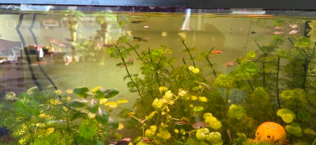 Gratis slakken en baby guppen, Ophalen