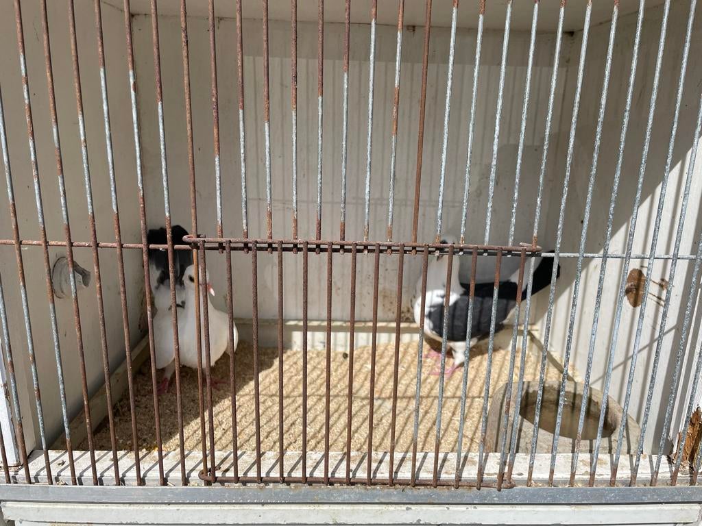 Te koop 2 sierduiven, Dieren en Toebehoren, Geslacht onbekend, Overige soorten