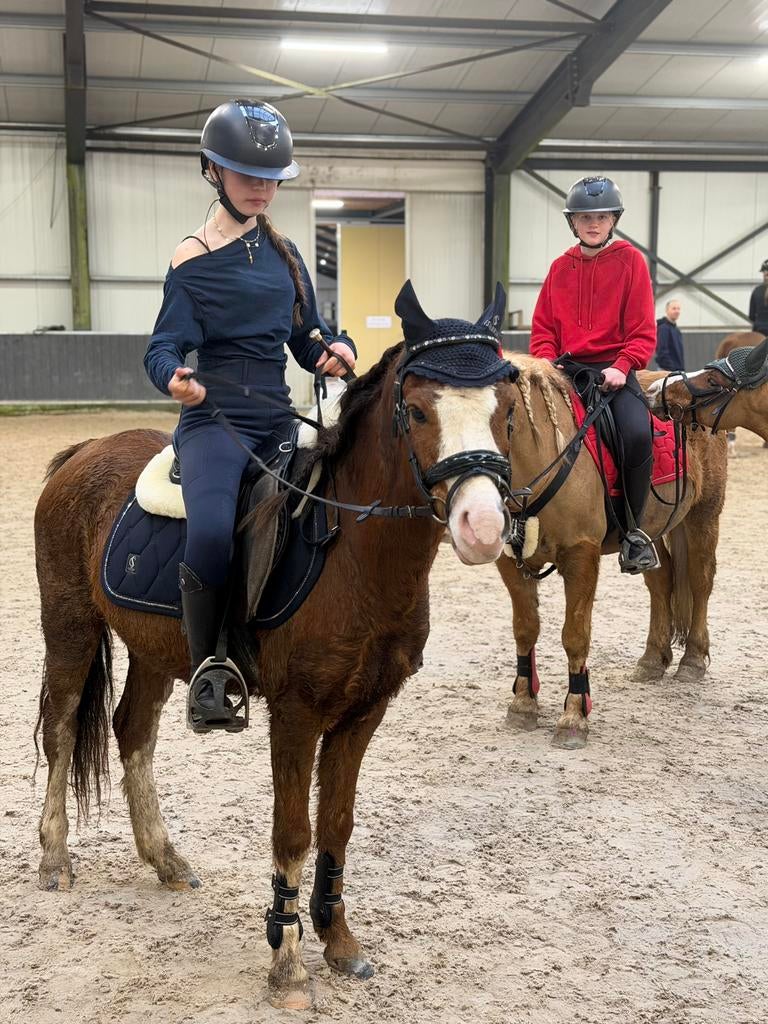 Lieve welsh ruin, Gechipt, B, Ruin, 3 tot 6 jaar