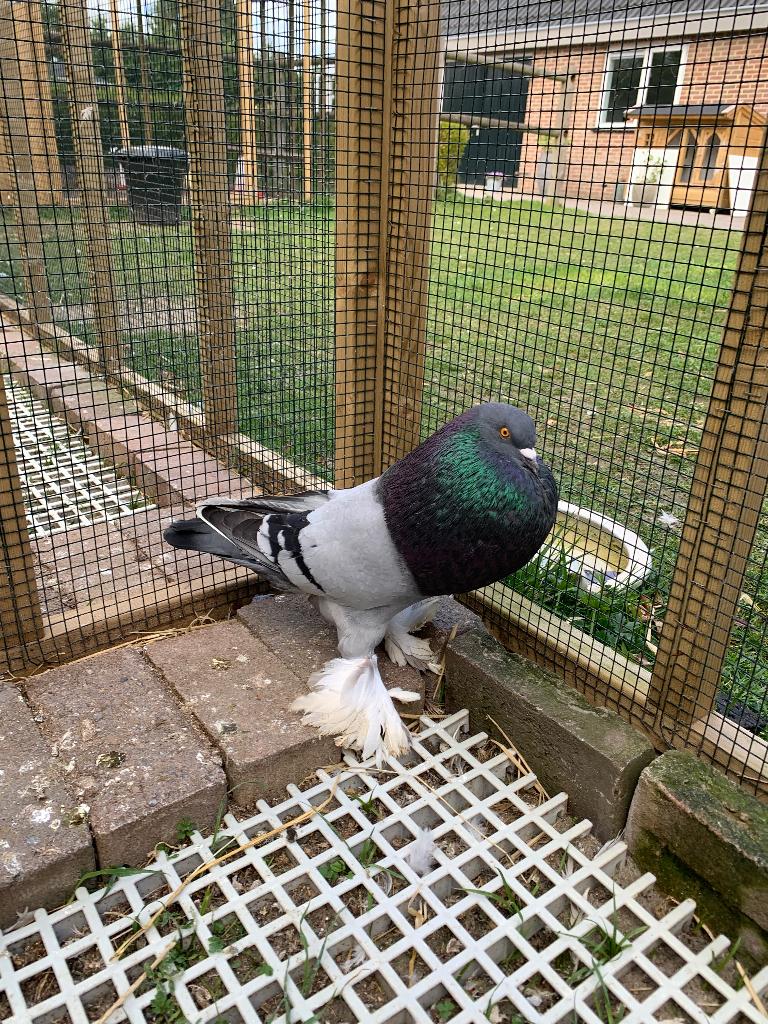 Gentse kropper doffer, Mannelijk, Kropper