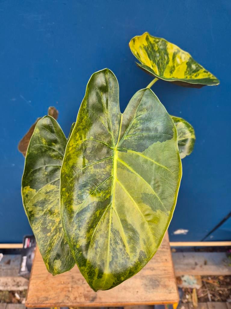 Alocasia Wentii Aurea p10 (1), Ophalen of Verzenden, Halfschaduw, Minder dan 100 cm