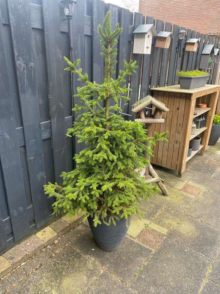 Dennenboom in sierpot, Volle zon, Vaste plant, Bloeit niet, Ophalen