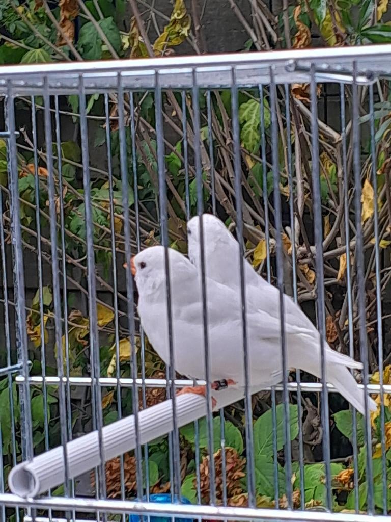 Tropische vogels, Meerdere dieren, Tropenvogel, Geringd
