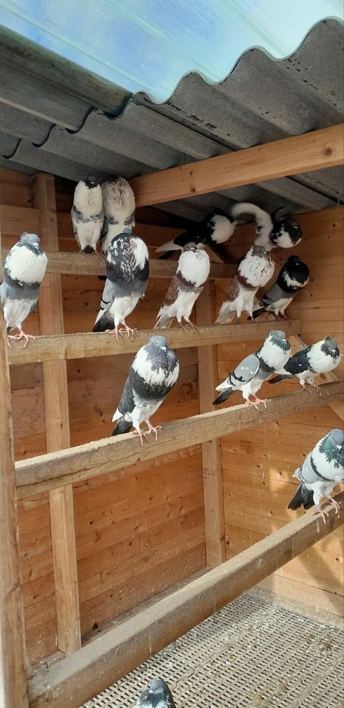Akener bandkroppers kroppers sierduiven, Meerdere dieren