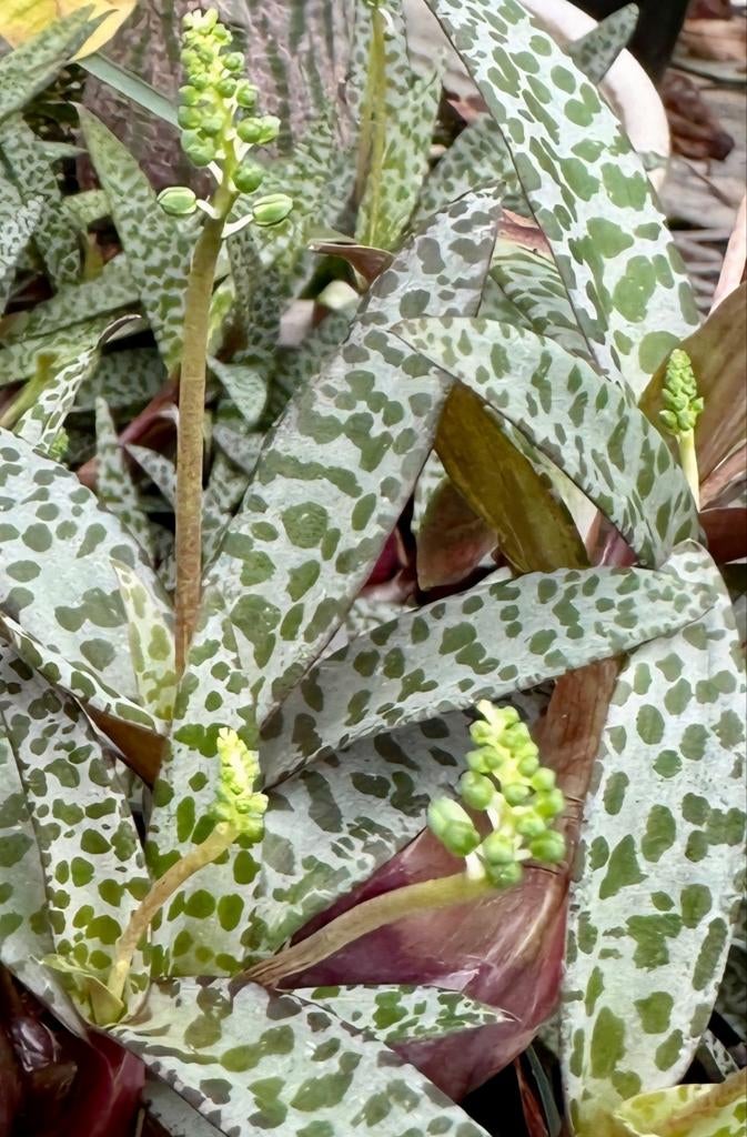 Ledebouria Socialis stekje, geworteld!, Huis en Inrichting, Kamerplanten, Ophalen of Verzenden, Halfschaduw, Minder dan 100 cm