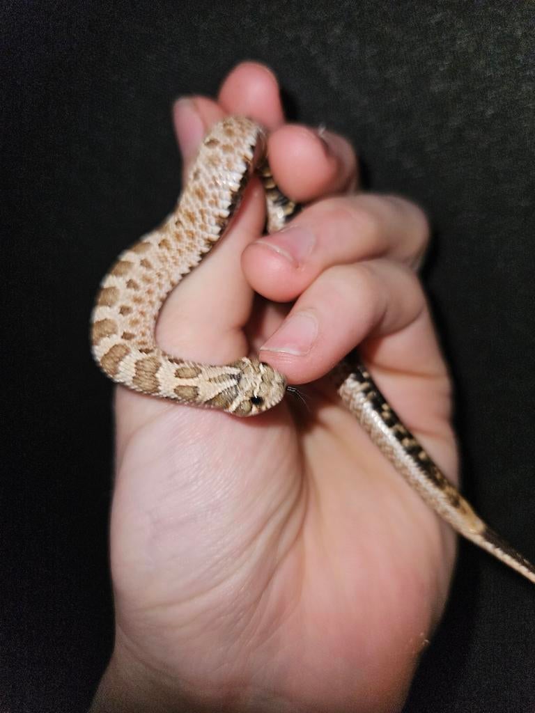 Haakneusslang Hognose Snake - female for sale from Jurian