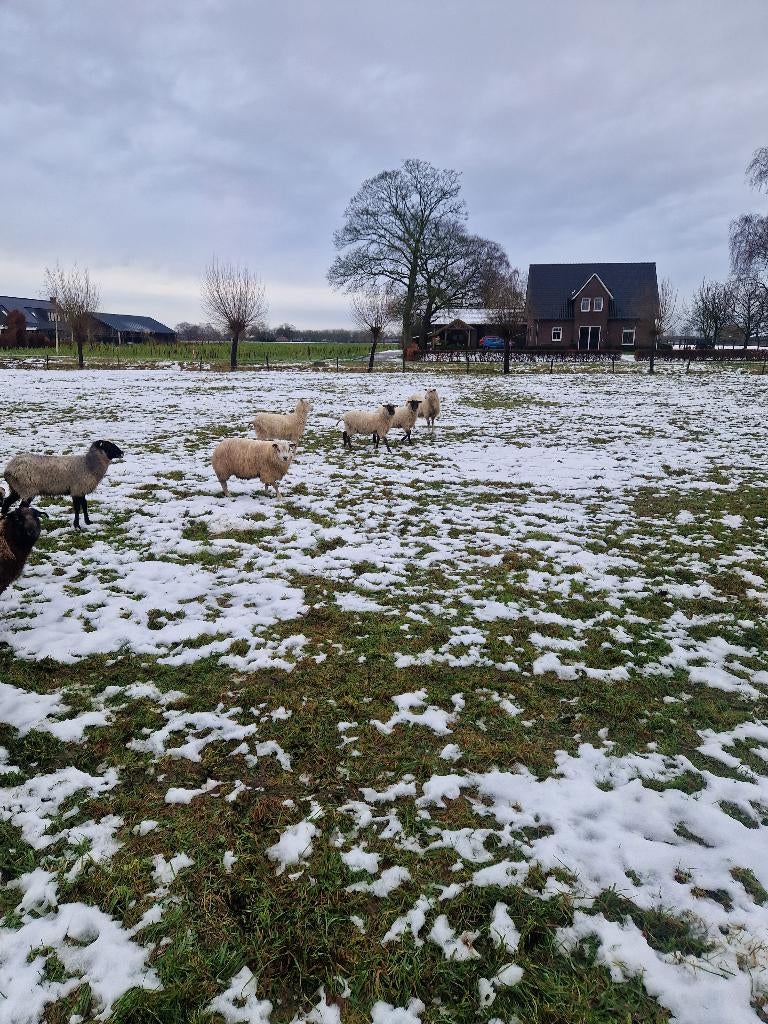 Gedekte ooien, Dieren en Toebehoren, Schapen, Geiten en Varkens, Vrouwelijk, Schaap