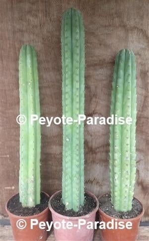 VALSE SAN PEDRO CACTUSSEN ! Niet Trichocereus pachanoi !, Huis en Inrichting, 200 cm of meer, Ophalen of Verzenden, Cactus, Bloeiende kamerplant