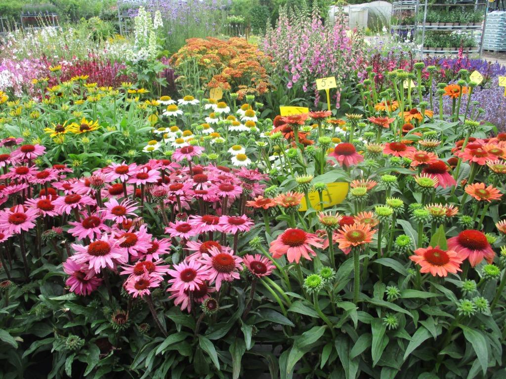 Bloeiende Beplanting voor vlinders,bijen voor biodiversiteit, Volle zon, Vaste plant, Zomer, Ophalen