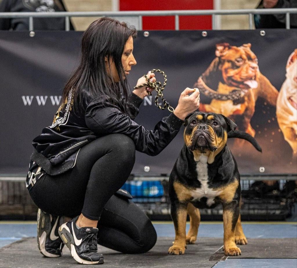 Old english bulldog dekreu, Bulldog, Meerdere, Meerdere dieren, Nederland