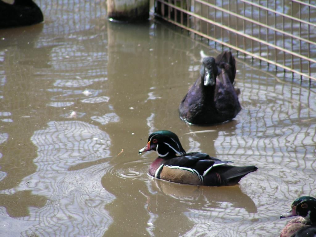 Carolinaeend | Siereenden | Mooie kleuren, Meerdere dieren, Eend