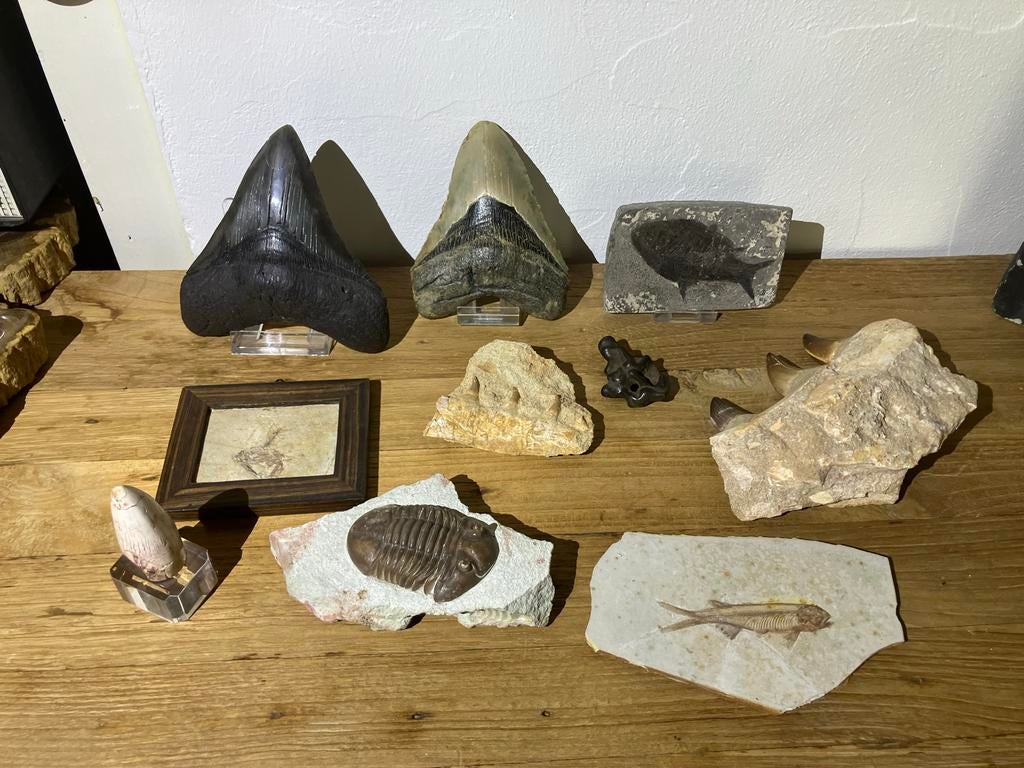 Verzameling fossielen, Ophalen of Verzenden, Fossiel