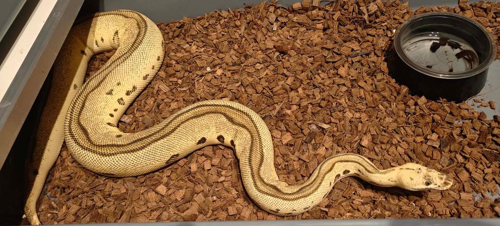 ball python 0.1 clown leopard OD Ball Python - female for sale from shirley sterckx