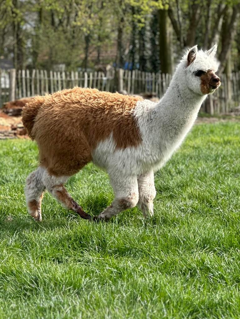 Knappe bonte alpaca merrie veulen 6 mnd, Dieren en Toebehoren, September, Vrouwelijk