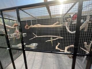 Op zoek naar een mini paradijsje voor uw geliefde vogel?, Mannelijk, Parkiet, Tam